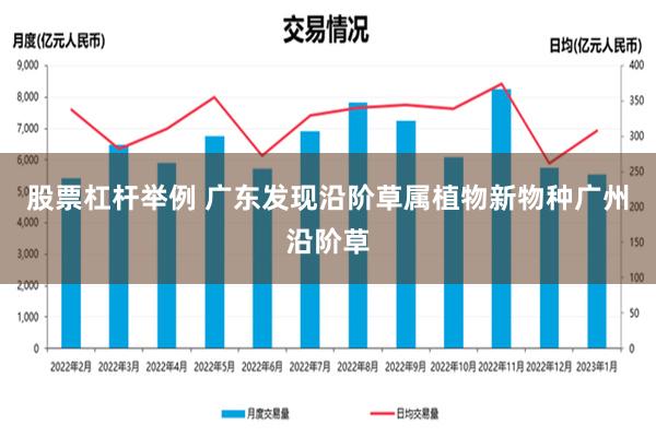 股票杠杆举例 广东发现沿阶草属植物新物种广州沿阶草